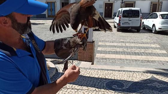 El Ayuntamiento dispersa las palomas con la cetrería de una empresa especializada