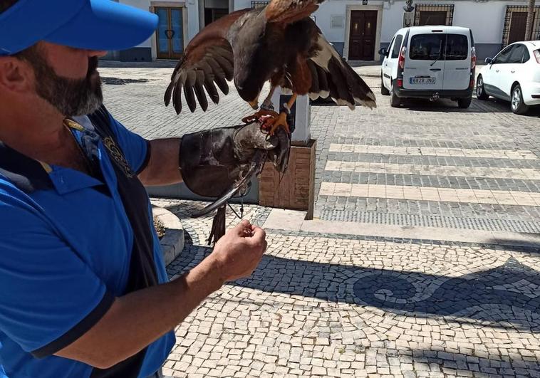 El Ayuntamiento dispersa las palomas con la cetrería de una empresa especializada