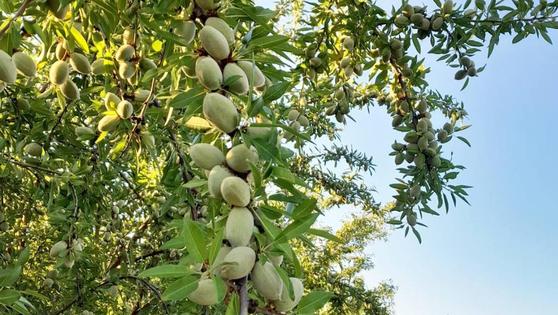La empresa 'Almendras del Guadiana' invertirá diez millones de euros para producir 250 toneladas diarias