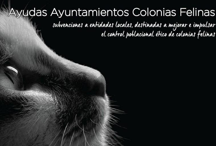 El Consistorio ha solicitado 59.188 euros al Ministerio de Derechos Sociales para el control de colonias felinas