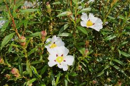 En la ruta se podrá observar la flor de la jara.