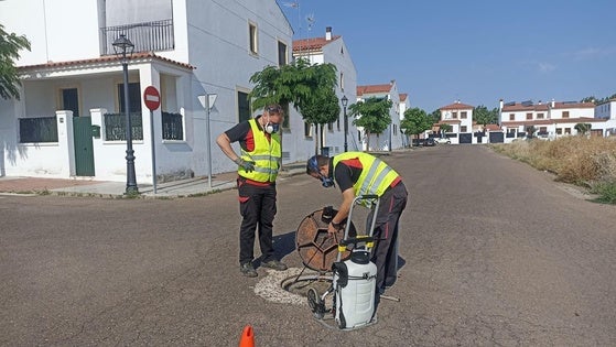 Se intensifican las labores de exterminación de plagas por la llegada del calor