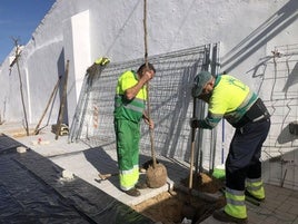 Dos operarios plantan uno de los árboles recibidos.