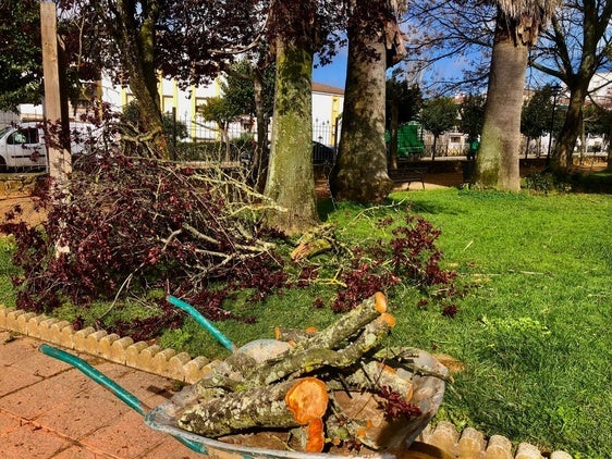 El Ayuntamiento oferta cuatro puestos de trabajo entre las categorías de poda y jardinería