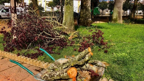 El Ayuntamiento oferta cuatro puestos de trabajo entre las categorías de poda y jardinería