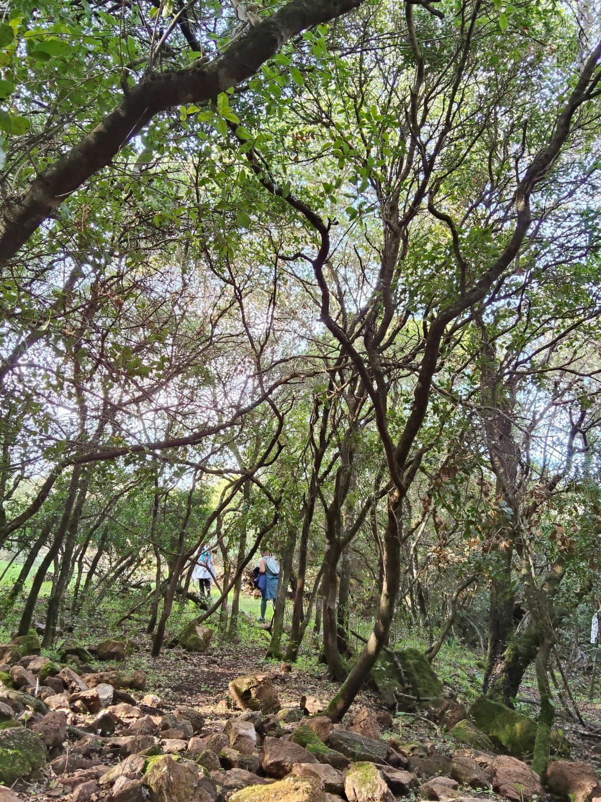Más de doscientos senderistas disfrutaron la II Ruta de Al(M)or por la Sierra de Alor