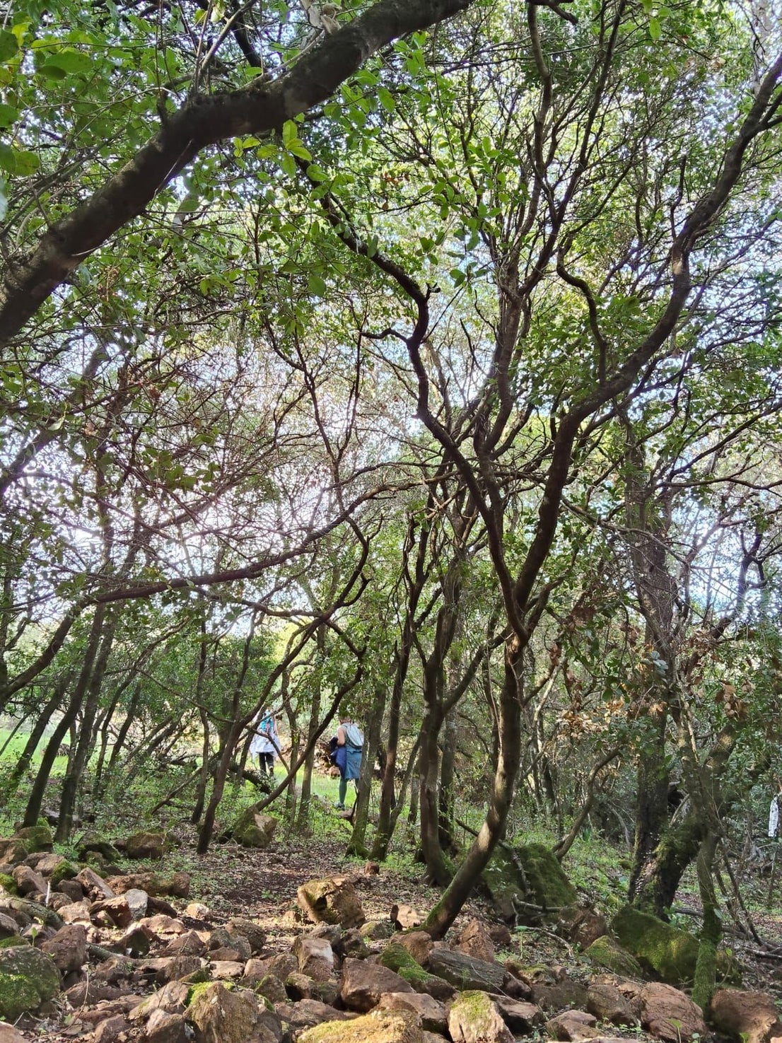Más de doscientos senderistas disfrutaron la II Ruta de Al(M)or por la Sierra de Alor