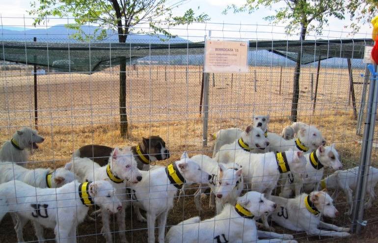 Rehala de perros de caza. 