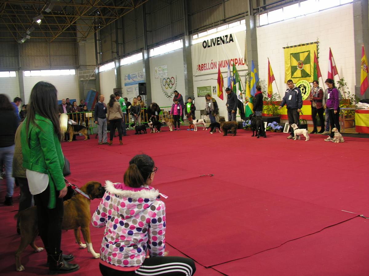 El I Concurso Canino de Olivenza consigue reunir a 90 participantes