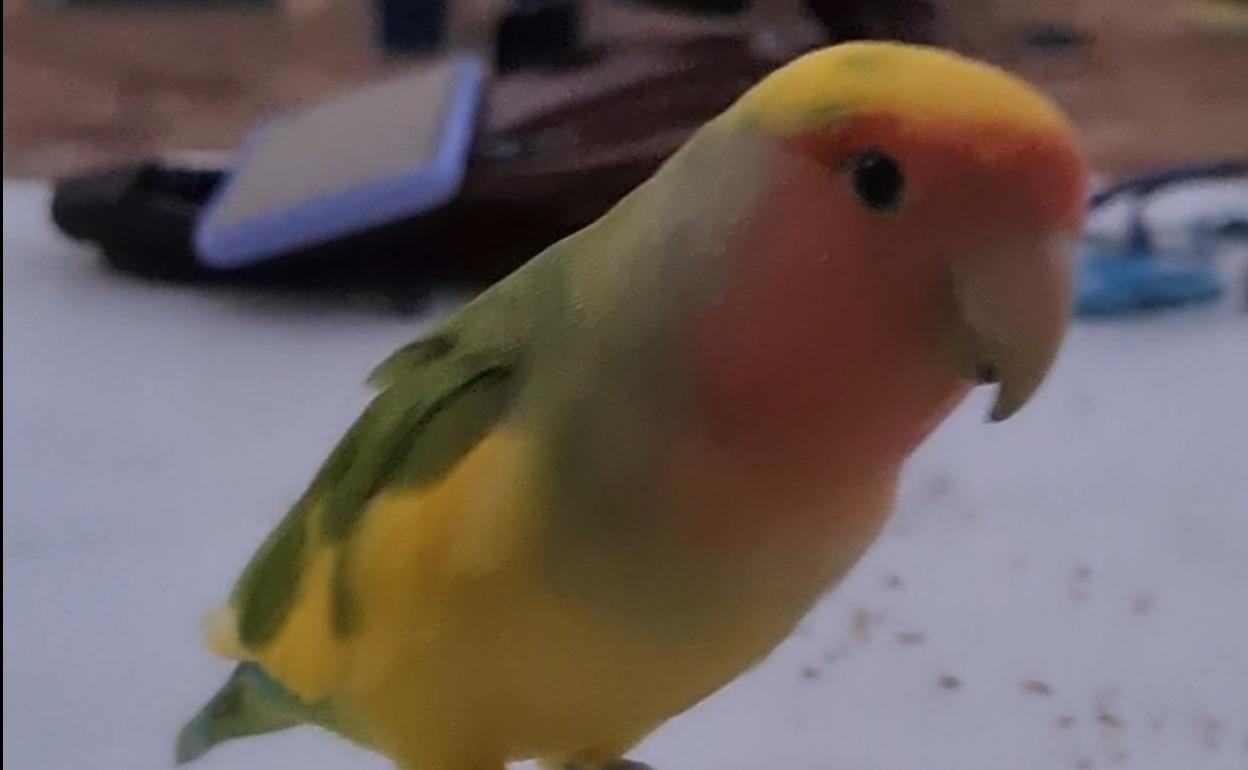 Se ofrece recompensa por agaporni perdido