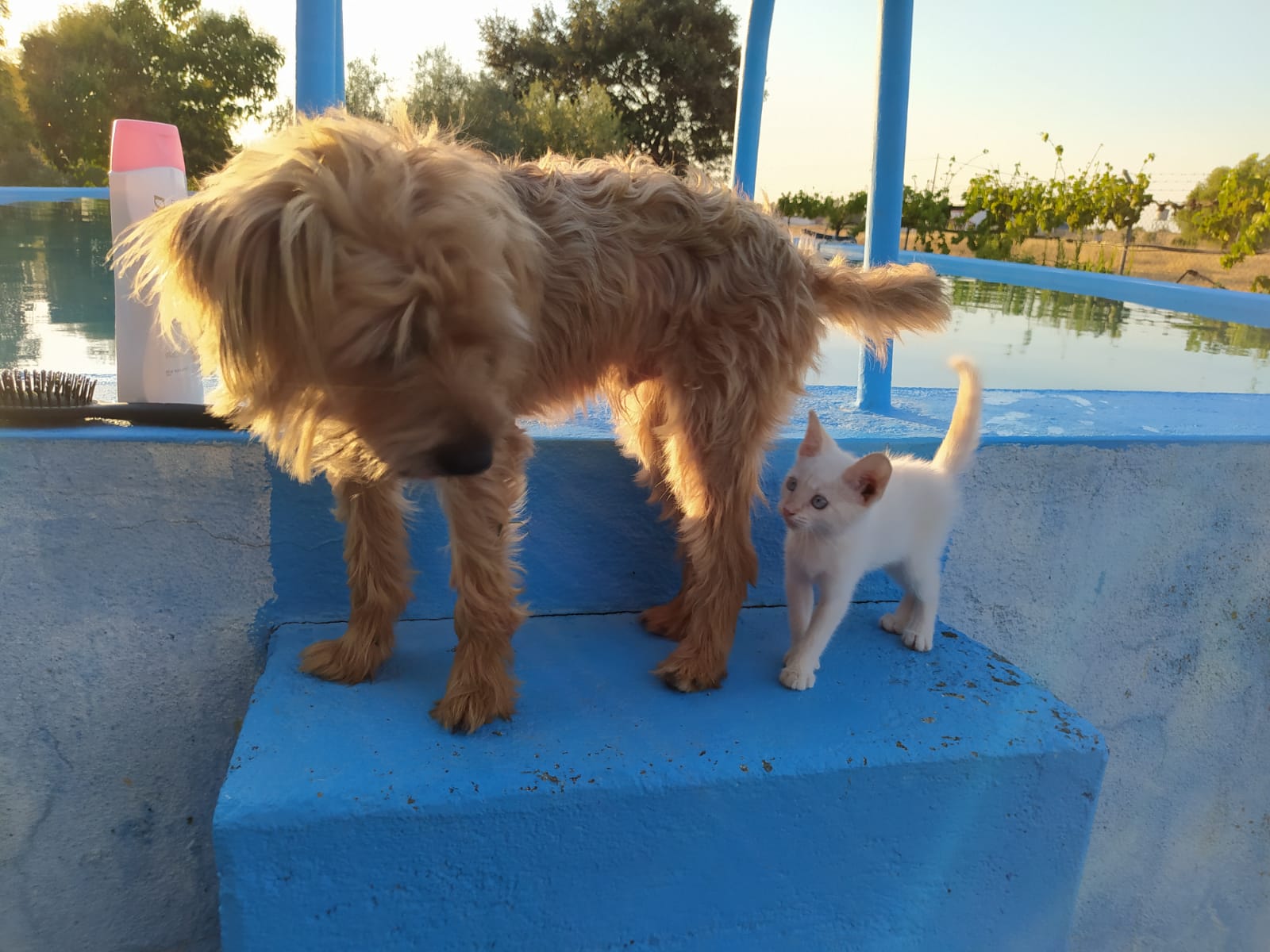 Se busca un perro perdido en Quintana
