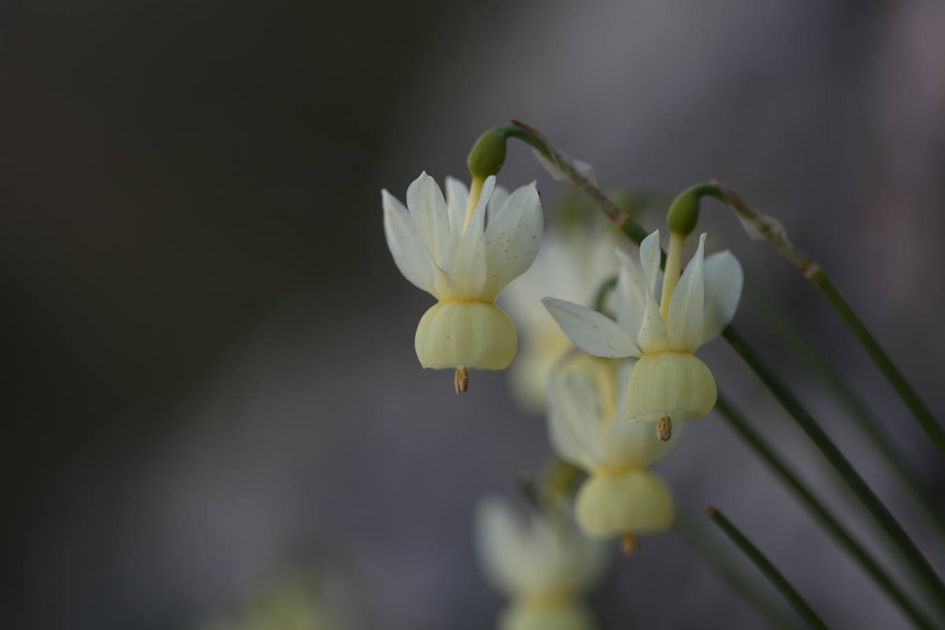 Narciso pálido (Narcissus coronatus).