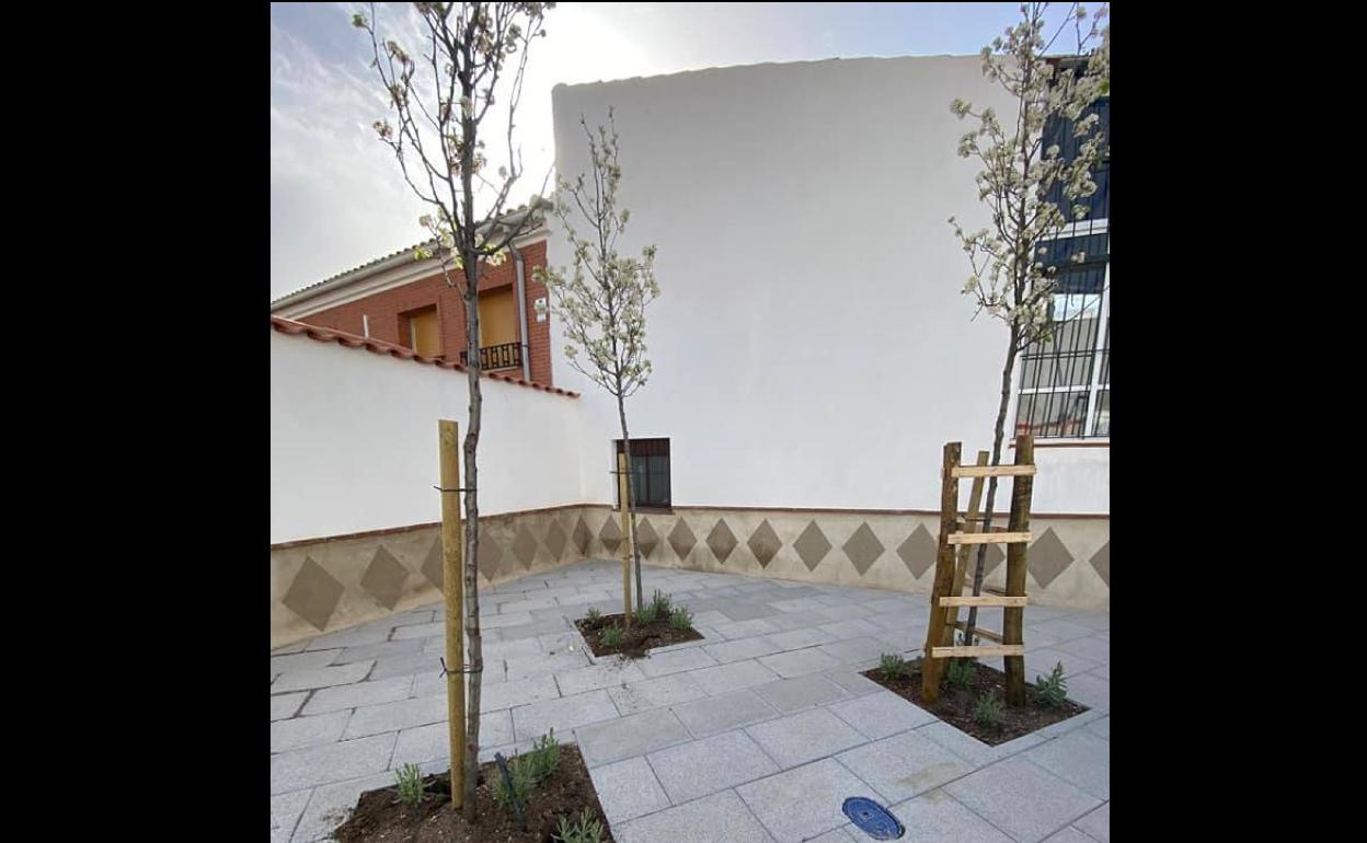 Árboles sin las protecciones de madera