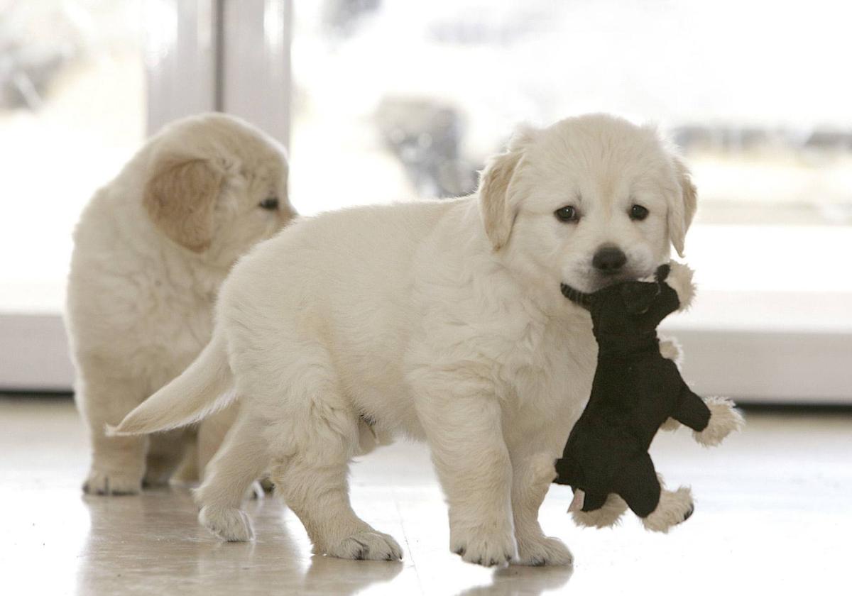 Ya puedes inscribir a tu mascota en el censo canino de animales domésticos