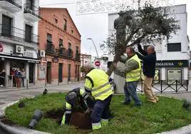 Operarios plantan el nuevo alcornoque sustituto.