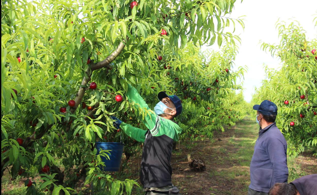 AEFA dona mascarillas a más de 100.000 trabajadores del campo