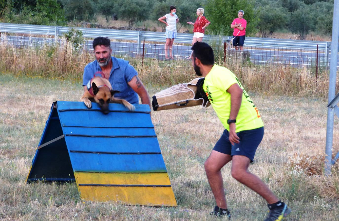 Preparación. Adiestran a los perros en distintas disciplinas. 