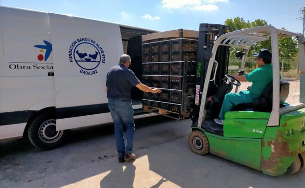 Un vehículo de Fundación 'La Caixa' y el Banco de Alimentos recogió los albaricoques donados por Torrealta. 