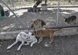 Animales en la perrera de Badajoz en una imagen de archivo
