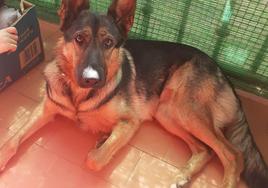 El equipo de adiestramiento se encarga de crear un vínculo entre la beneficiaria y el perro seleccionado, en este caso, un pastor alemán.