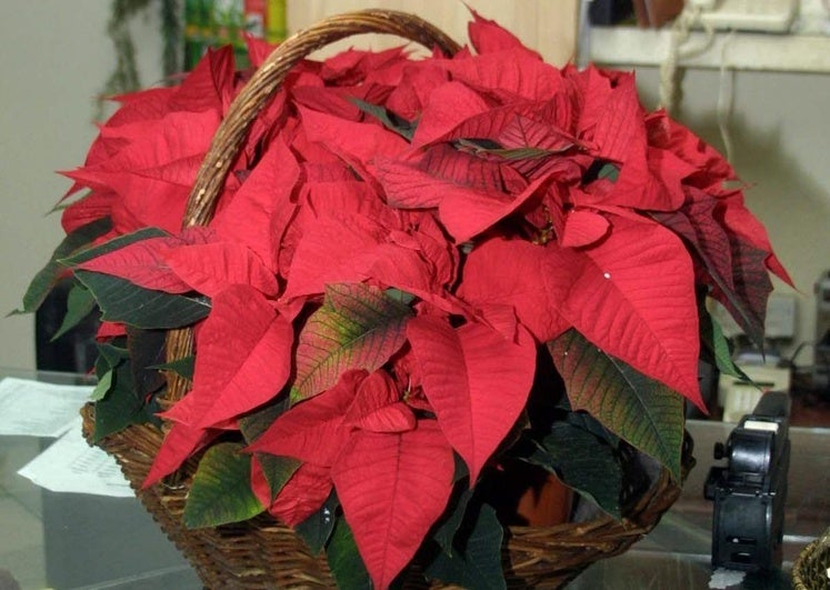 Feafes Salud Mental y el Ayuntamiento de Mérida inician una campaña solidaria de venta de flores de Pascua