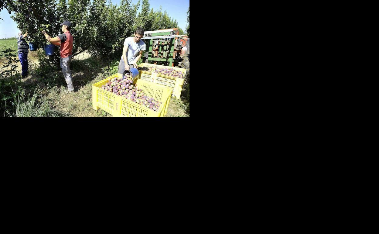 Recogida de ciruelas en una finca extremeña