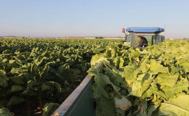 El tabaco la lía en Hacienda