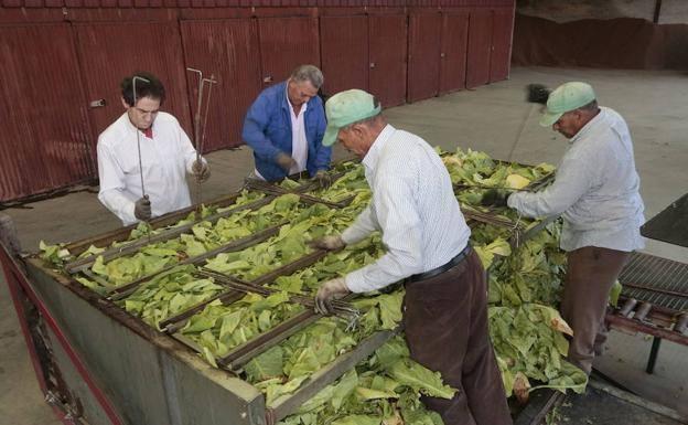 Cerca de 3.400 personas trabajan en los cultivos de tabaco de Extremadura, que concentra el 97% de la producción nacional