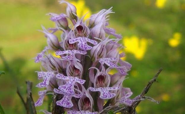 El 'Orchy Festival' ofrece este fin de semana talleres, exposición y venta de orquídeas en Almaraz