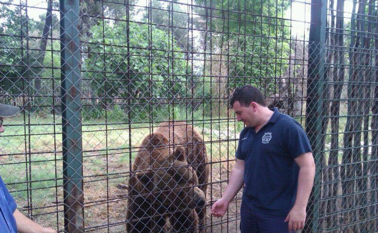 Muere Hércules, el oso de Talayuela