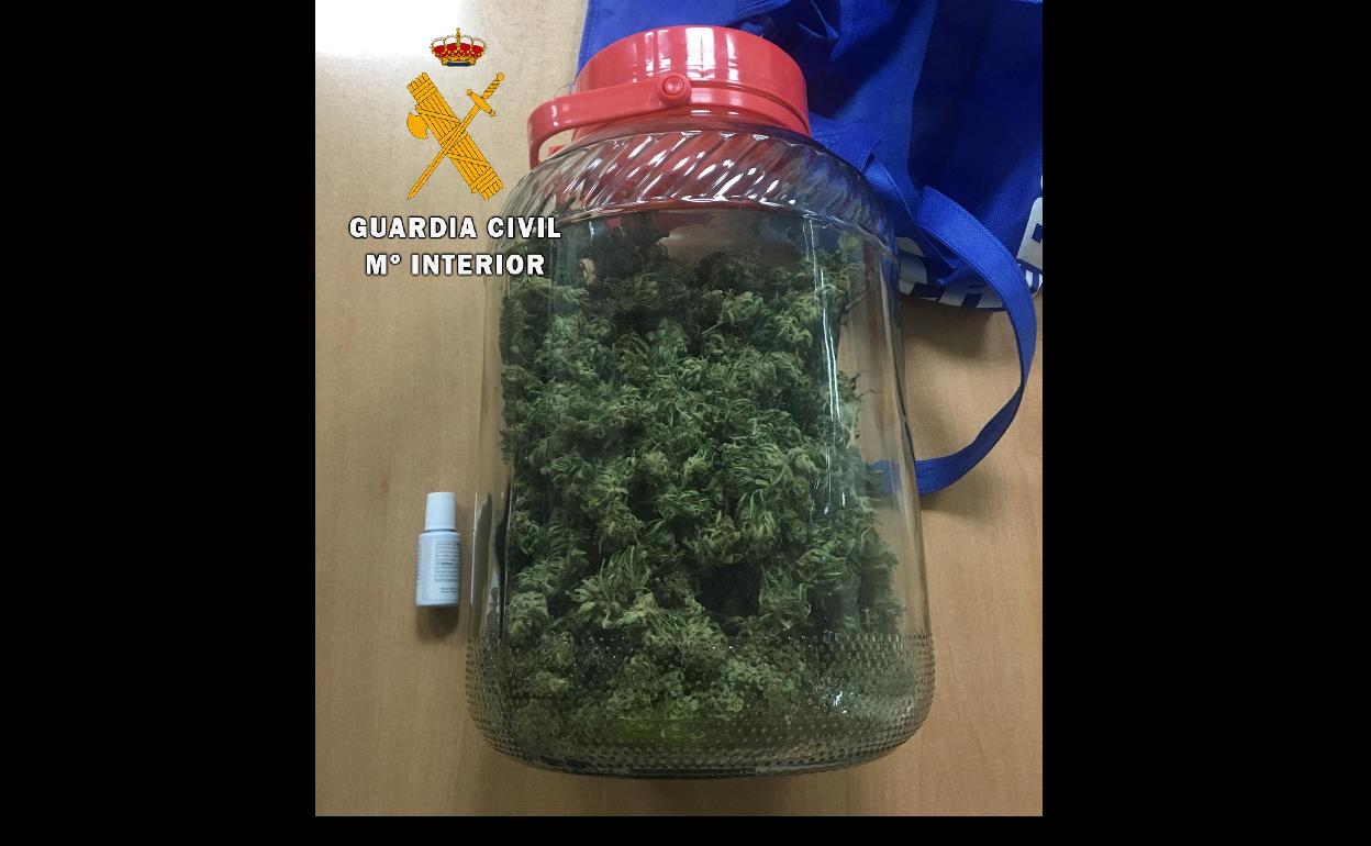 Cogollos de marihuana intervenidos en el término municipal de Casatejada