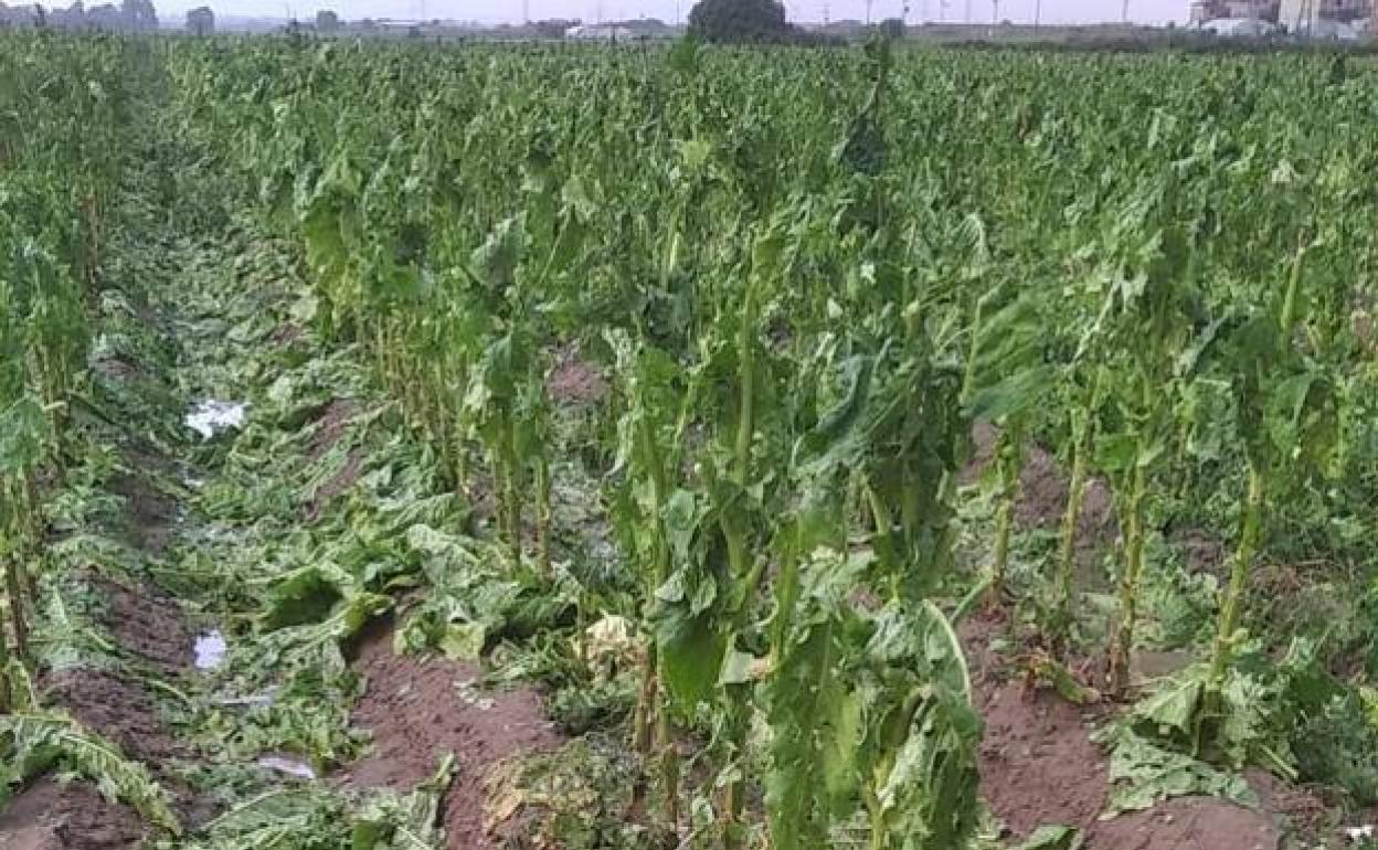 El granizo destroza 1.200 hectáreas de tabaco en Losar y Valverde de la Vera, según Asaja