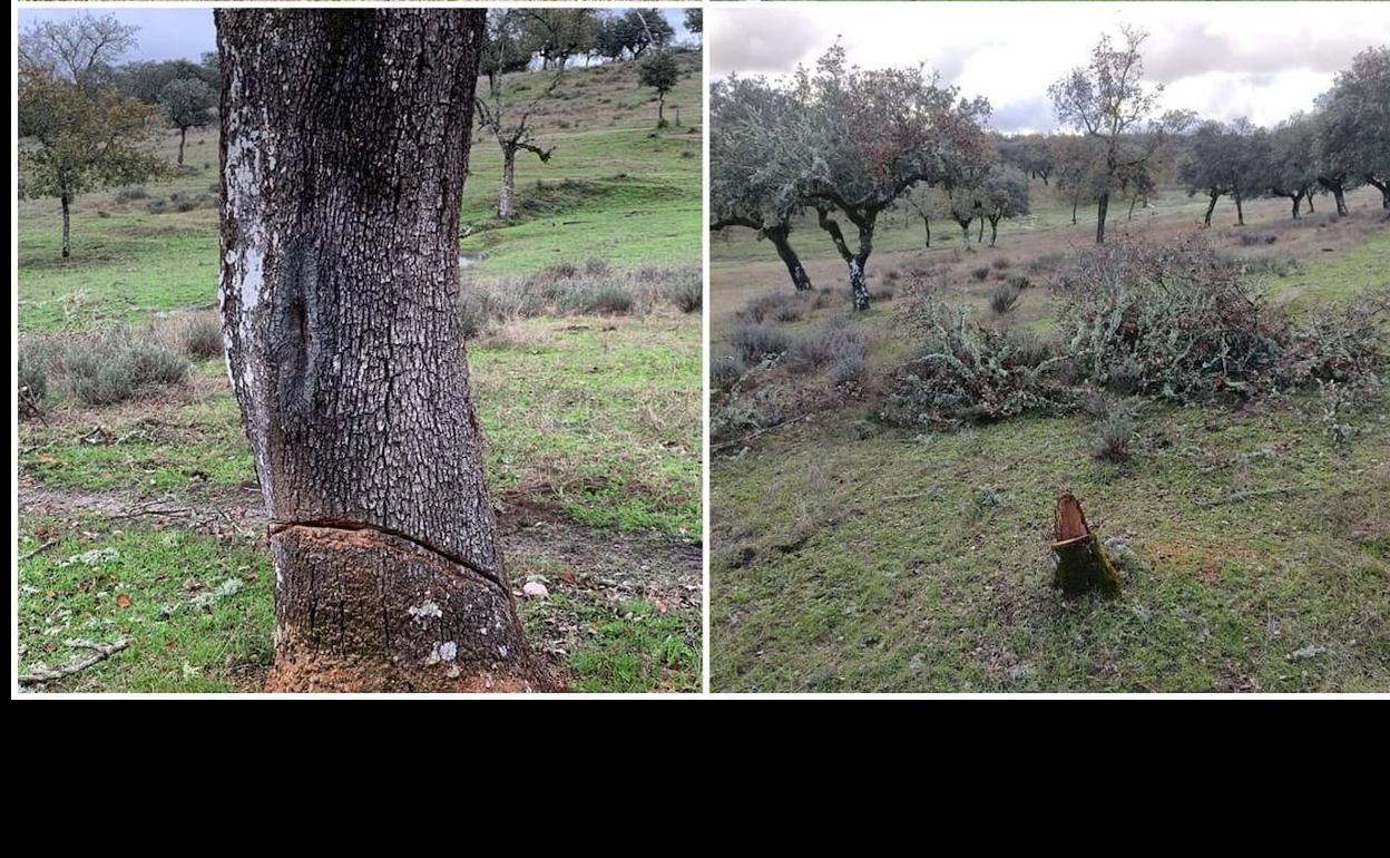 El Ayuntamiento denuncia la tala de encinas en varias zonas de la dehesa