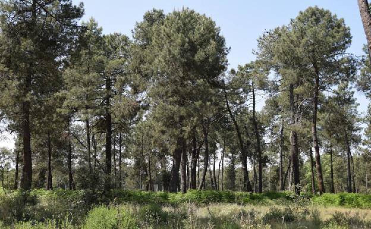 Los vecinos de Talayuela recuperan sus paseos por el pinar y la dehesa