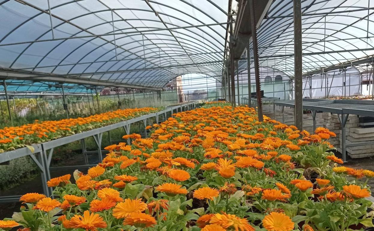 Antes del día de Todos los Santos, los ayuntamientos de la provincia habrán podido plantar las flores repartidas por el vivero de la Diputación