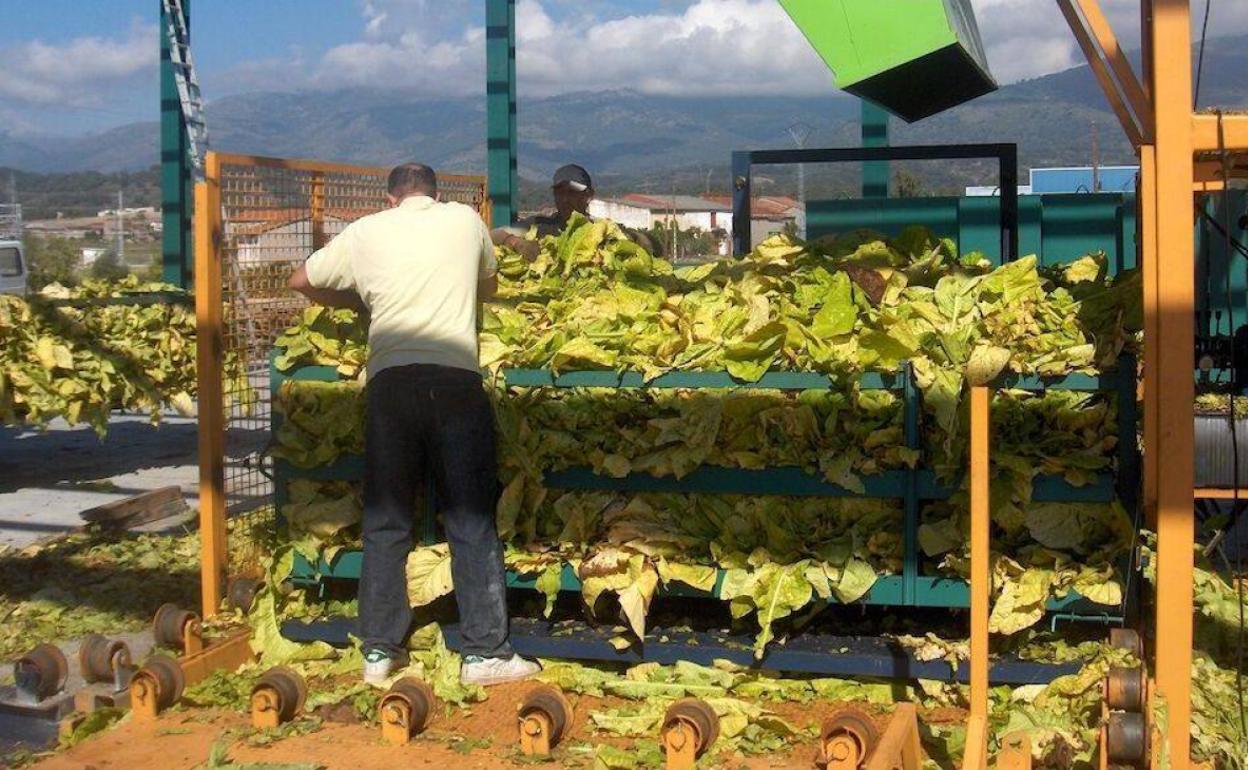 Los tabaqueros extremeños, satisfechos con la apertura de una mesa de diálogo con Cetarsa para lograr precios justos