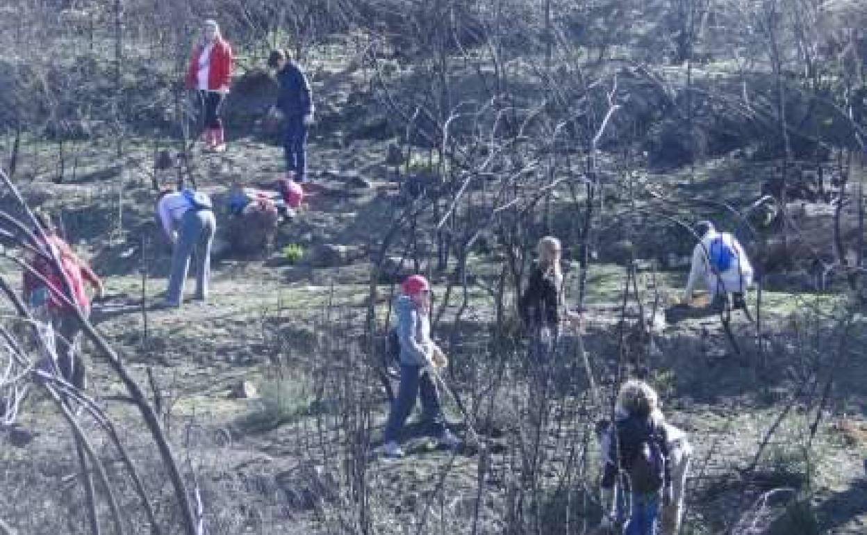 El programa Plantabosques retoma su formato tradicional ofertando 500 plazas para realizar actividades de voluntariado juvenil ambiental