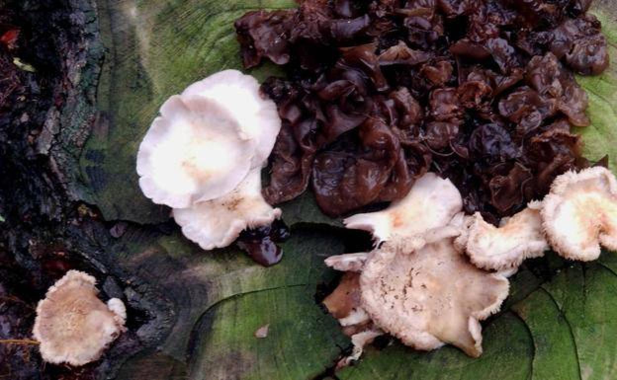 Las Jornadas Micológicas del Campo Arañuelo se reanudarán el martes con un aporte de setas y una charla