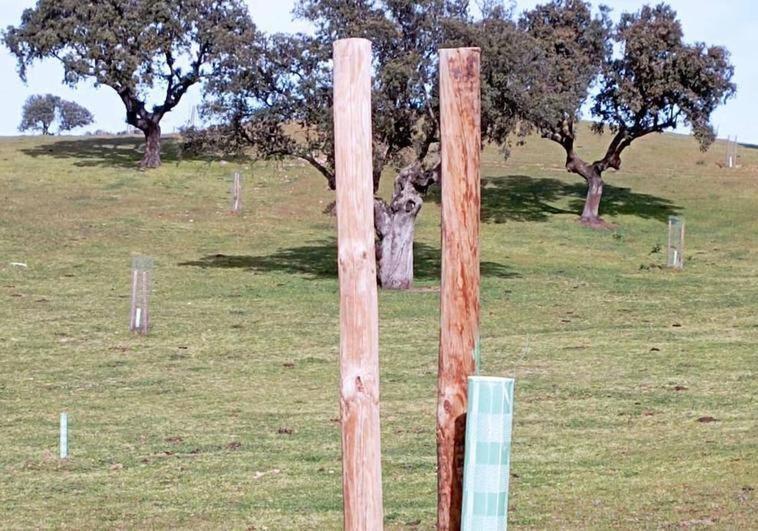 Roban 80 mallazos y destruyen numerosos plantones en la dehesa boyal de Belvís de Monroy
