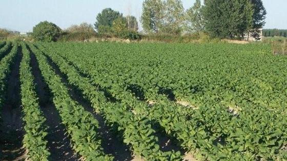 La Junta de Extremadura notifica el pago de la ayuda del tabaco