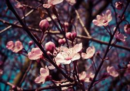 Talayuela acoge una Jornada Técnica del Cultivo del Almendro