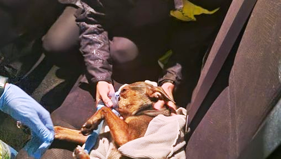 Muere un perro en el incendio de una vivienda en la calle camino Hondonera