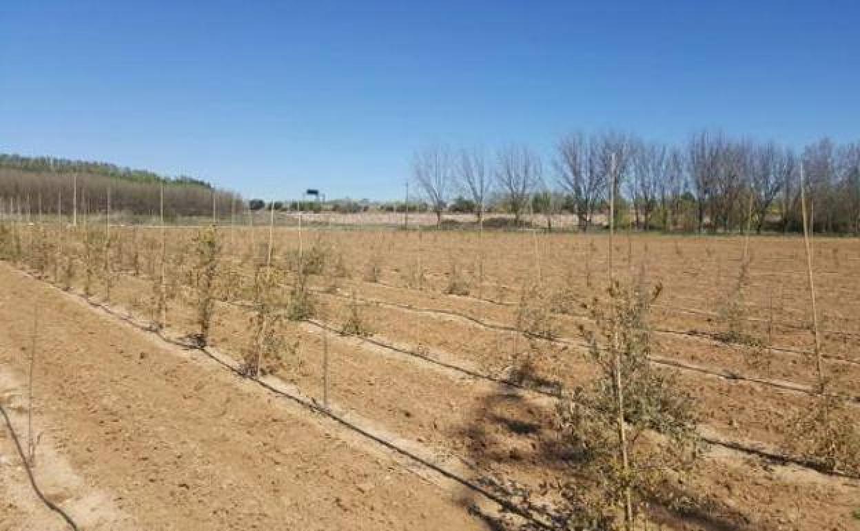 Valdehúncar acogerá los días 4 y 5 de marzo la I Feria de la Bellota