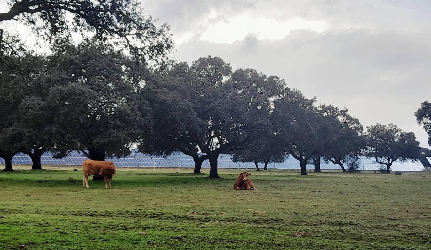 Talayuela II, energía limpia, autóctona y asequible en mitad de la dehesa
