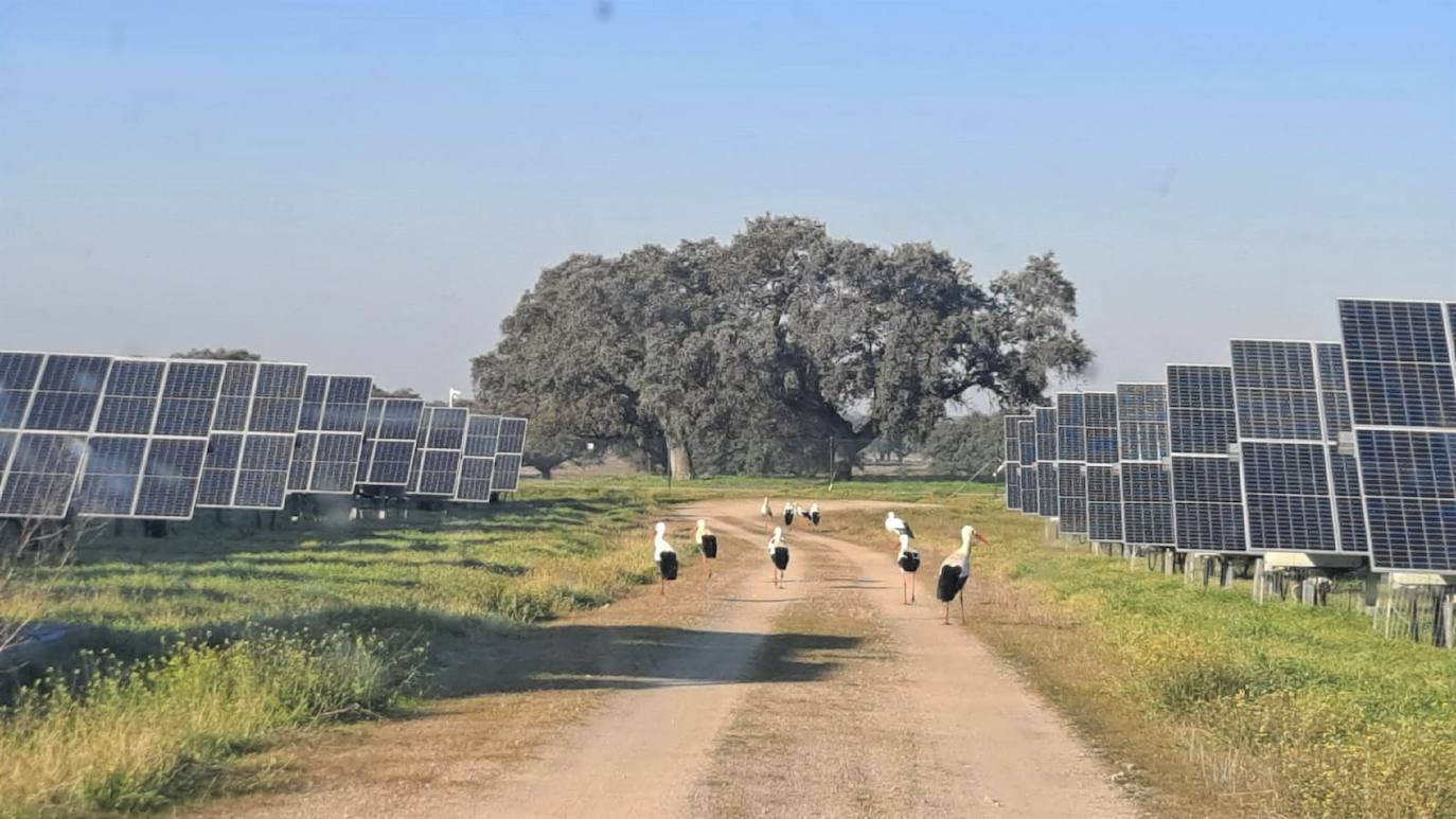 Ciigúeñas en la planta Talayuela Solar.