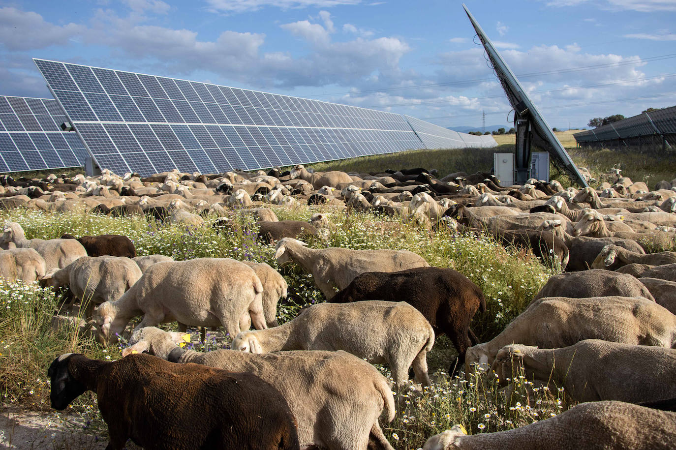 Programa Agrovoltaica Statkraft en Talayuela Solar, Cáceres.