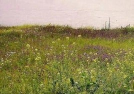 El Ayuntamiento emite un bando sobre limpieza y mantenimiento de solares 