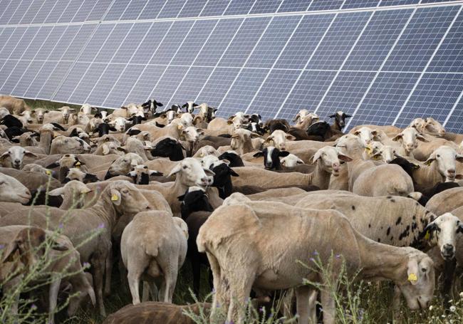 Ovejas en Talayuela Solar I