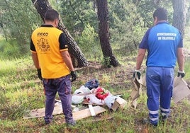 El pinar se vuelve a limpiar