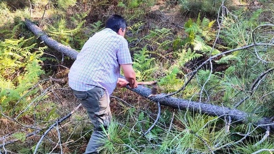 Un pino cae en la carretera que cruza el pinar